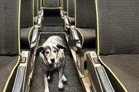 Dieses Bus-Ding war dem Hund nicht geheuer