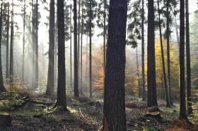 Morgennebel im Wald