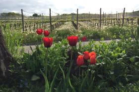 Serie Haltingen zeigt Fotos aus dem Markgräfler Land