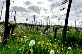 Serie Haltingen zeigt Fotos aus dem Markgräfler Land