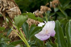 Serie Haltingen zeigt Fotos aus dem Markgräfler Land